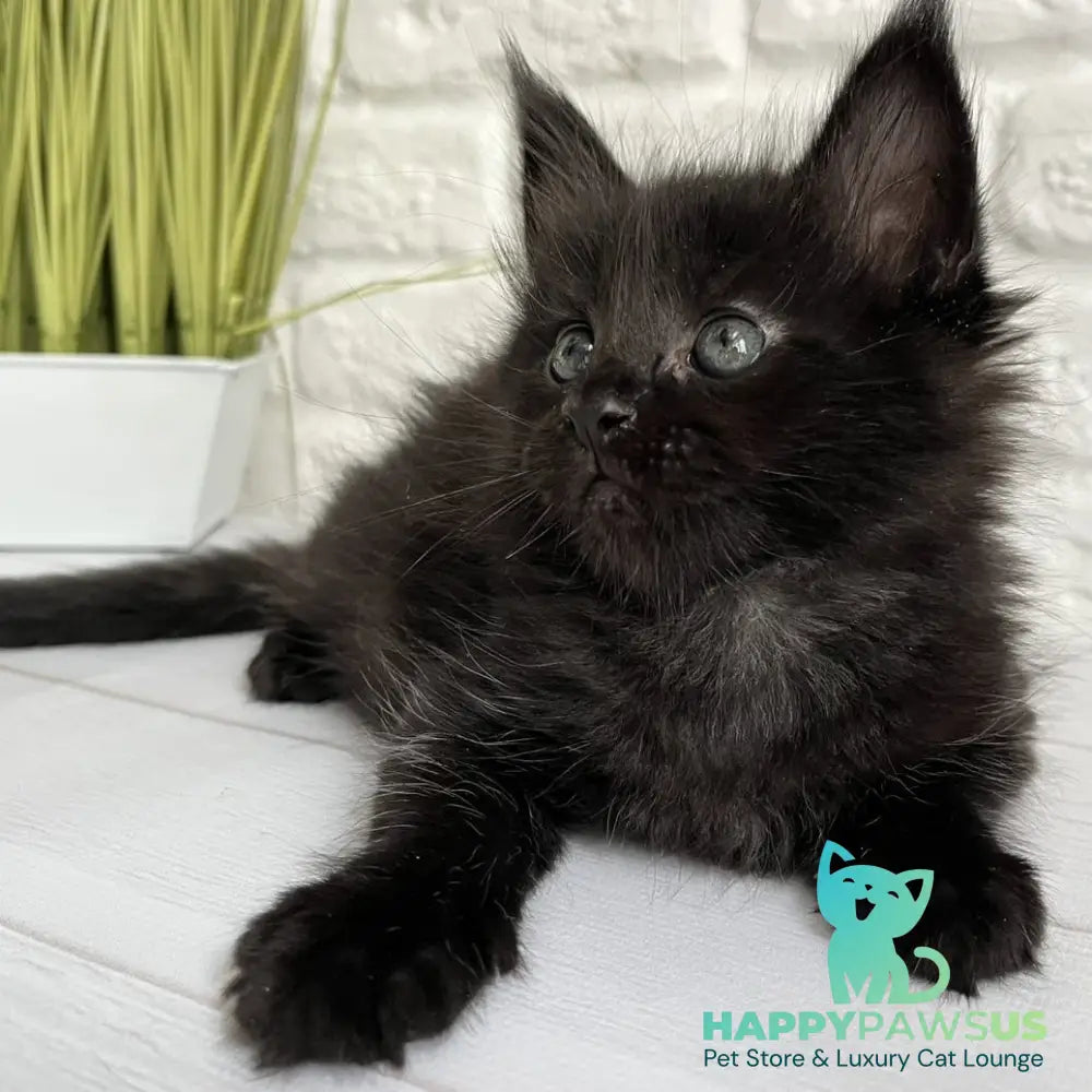 Julie Maine Coon female black - live animals