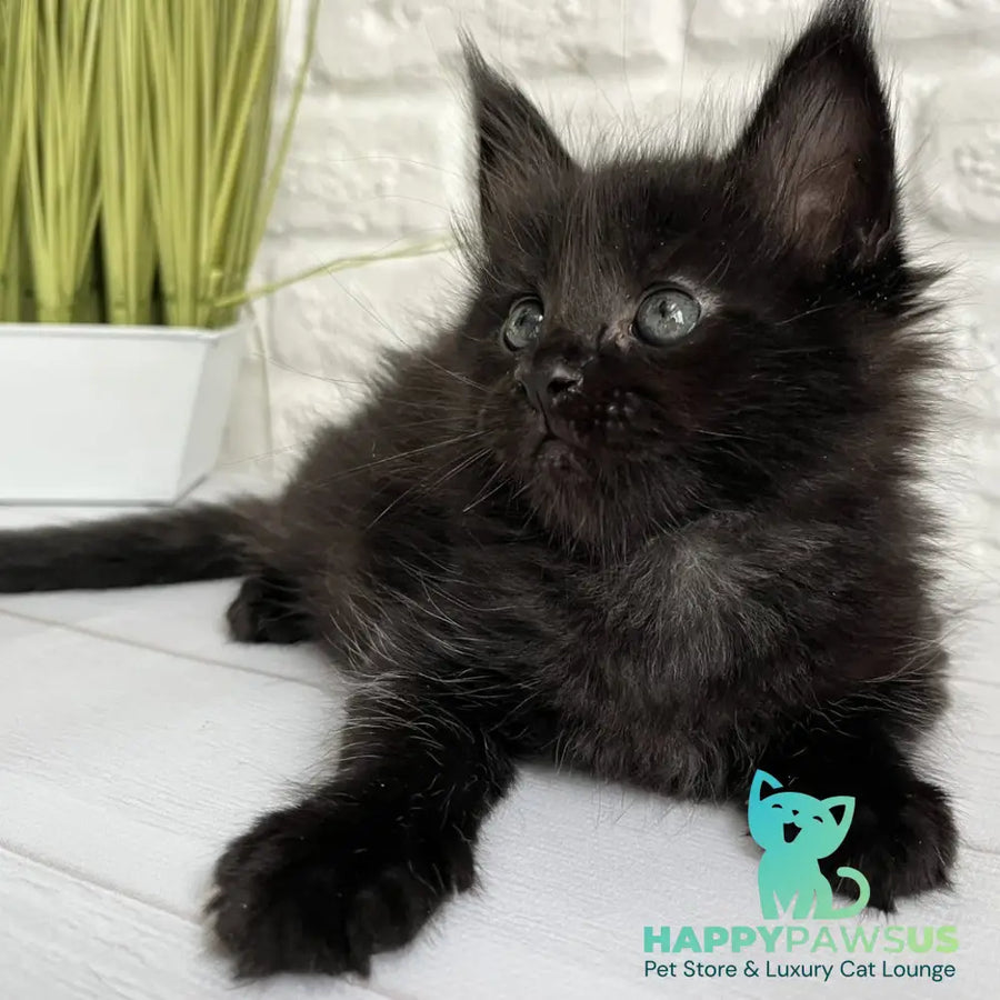 Julie Maine Coon female black - live animals