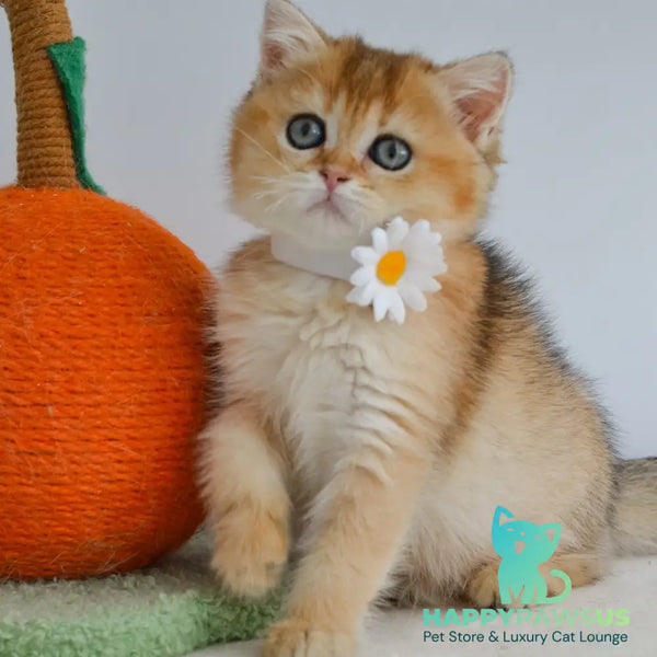 Julie Scottish Straight female black golden ticked tabby - live animals