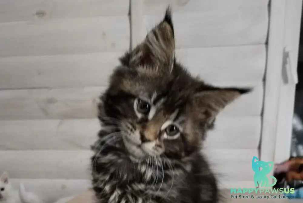 Julienne Maine Coon male black tabby - live animals