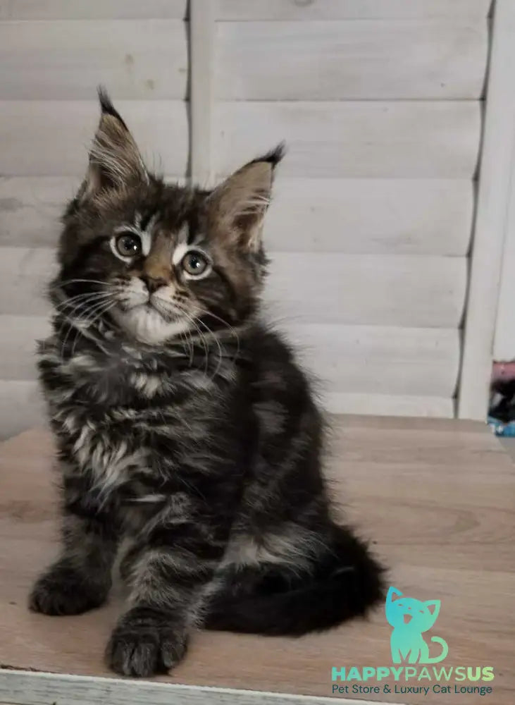 Julienne Maine Coon male black tabby - live animals