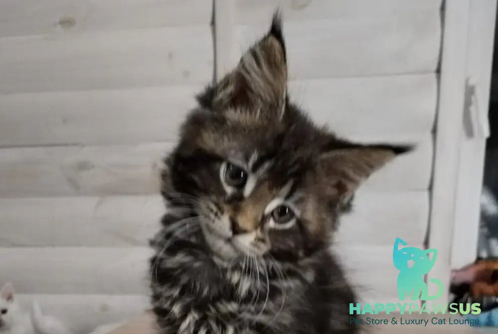 Julienne Maine Coon male black tabby - live animals