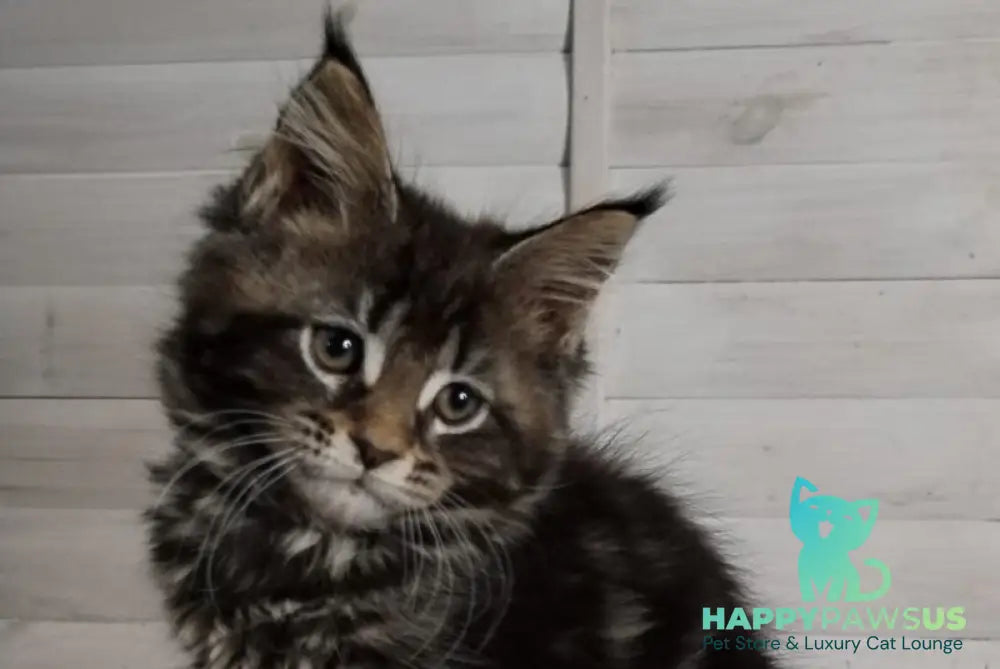Julienne Maine Coon male black tabby - live animals