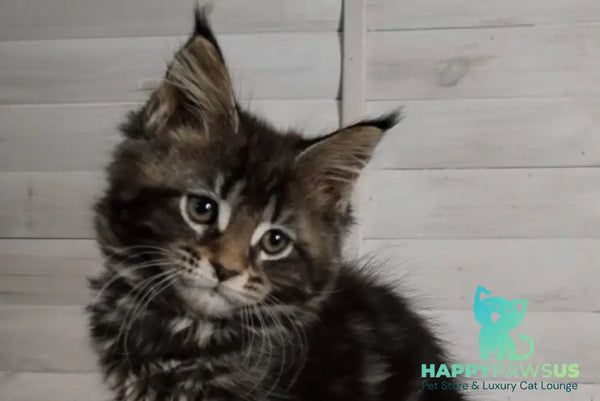 Julienne Maine Coon male black tabby - live animals