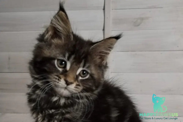 Julienne Maine Coon male black tabby - live animals