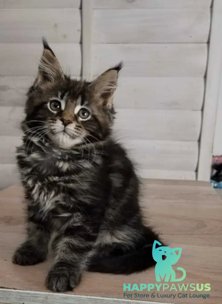 Julienne Maine Coon male black tabby - live animals