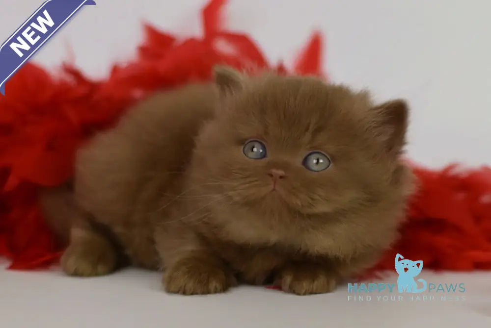 Juliet British Longhair female cinnamon live animals