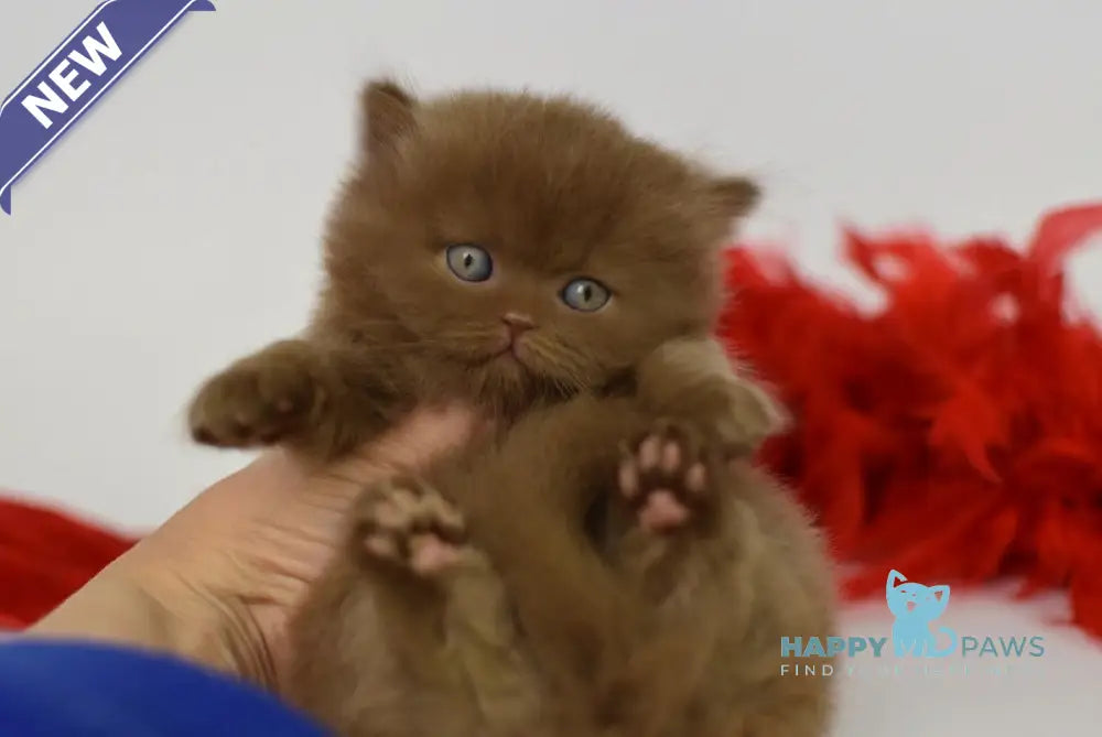 Juliet British Longhair female cinnamon live animals