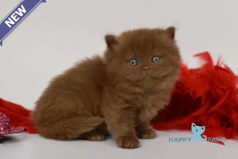 Juliet British Longhair female cinnamon live animals