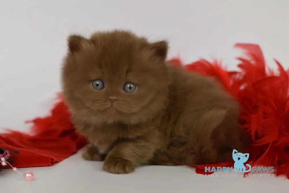 Juliet British Longhair female cinnamon live animals