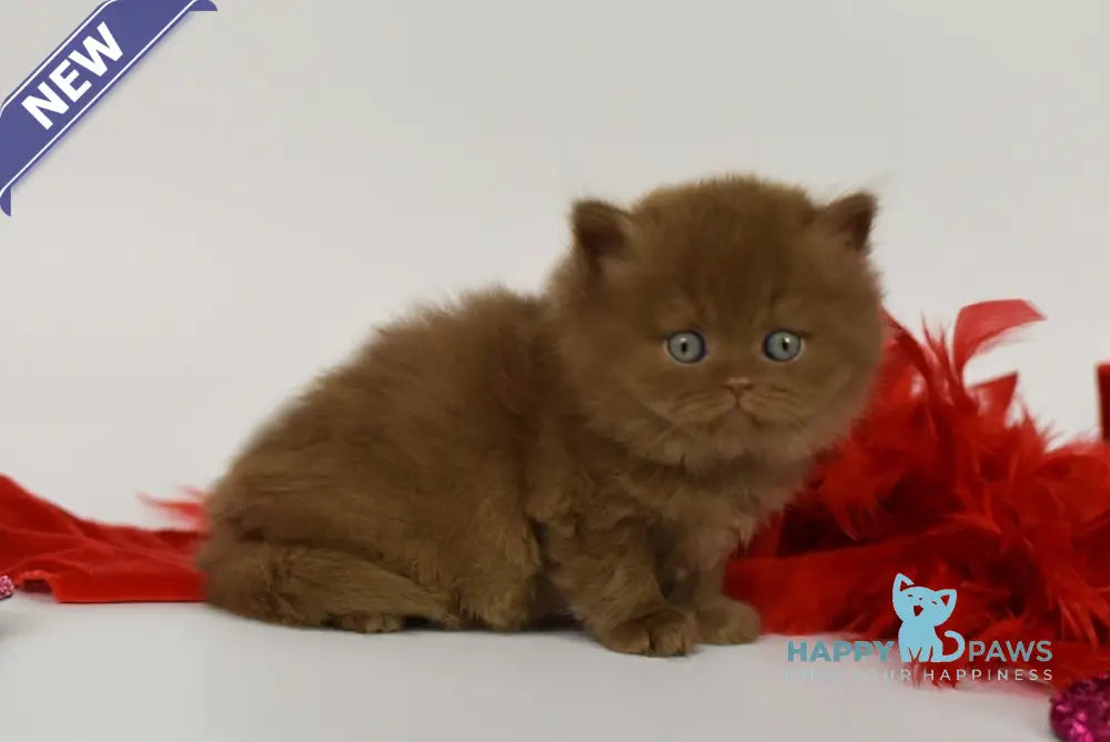 Juliet British Longhair female cinnamon live animals