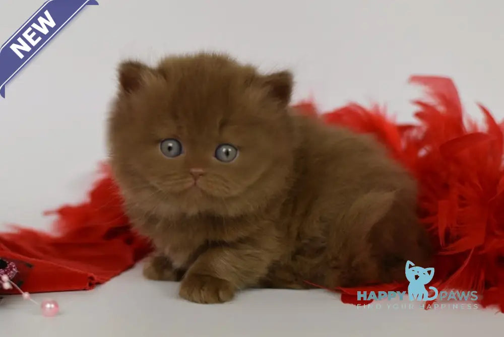 Juliet British Longhair female cinnamon live animals