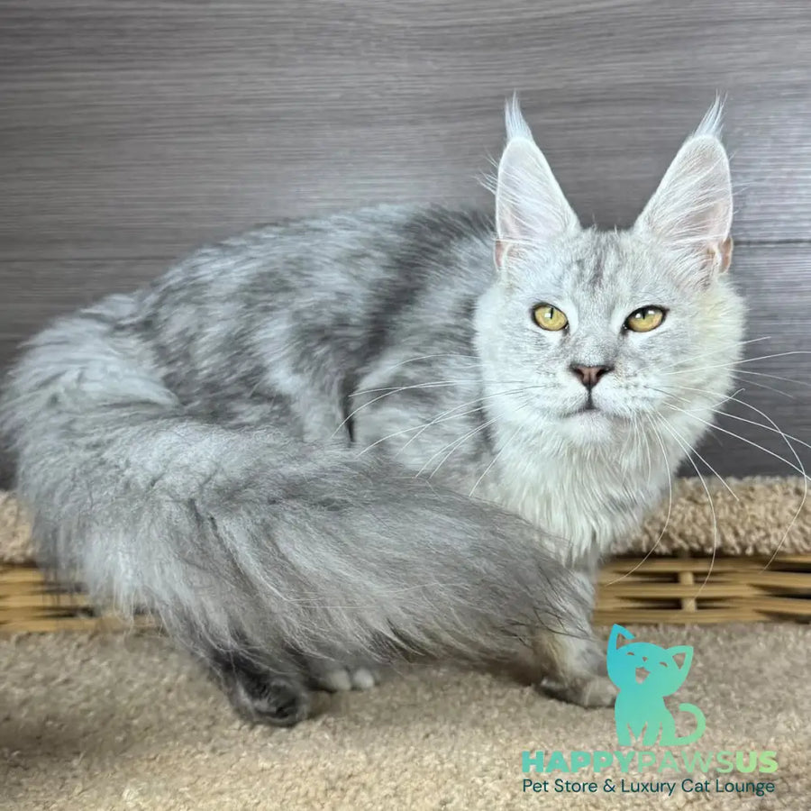 Juliet Maine Coon female black silver tabby - live animals