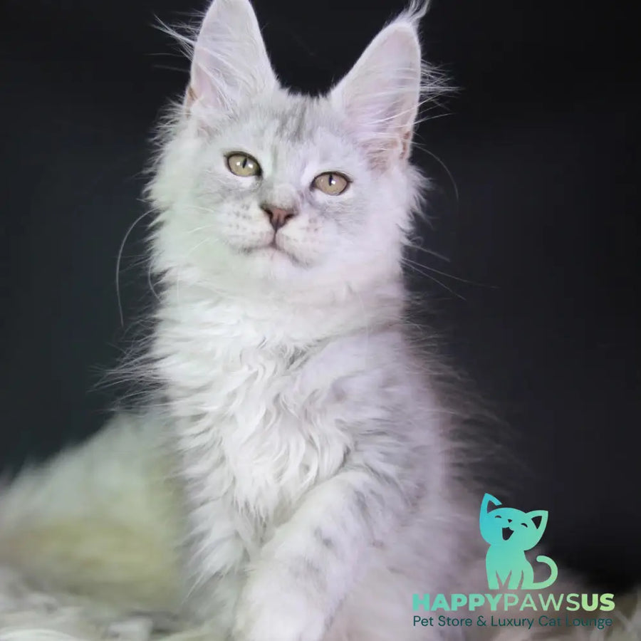 Juliet Maine Coon female black silver tabby - live animals