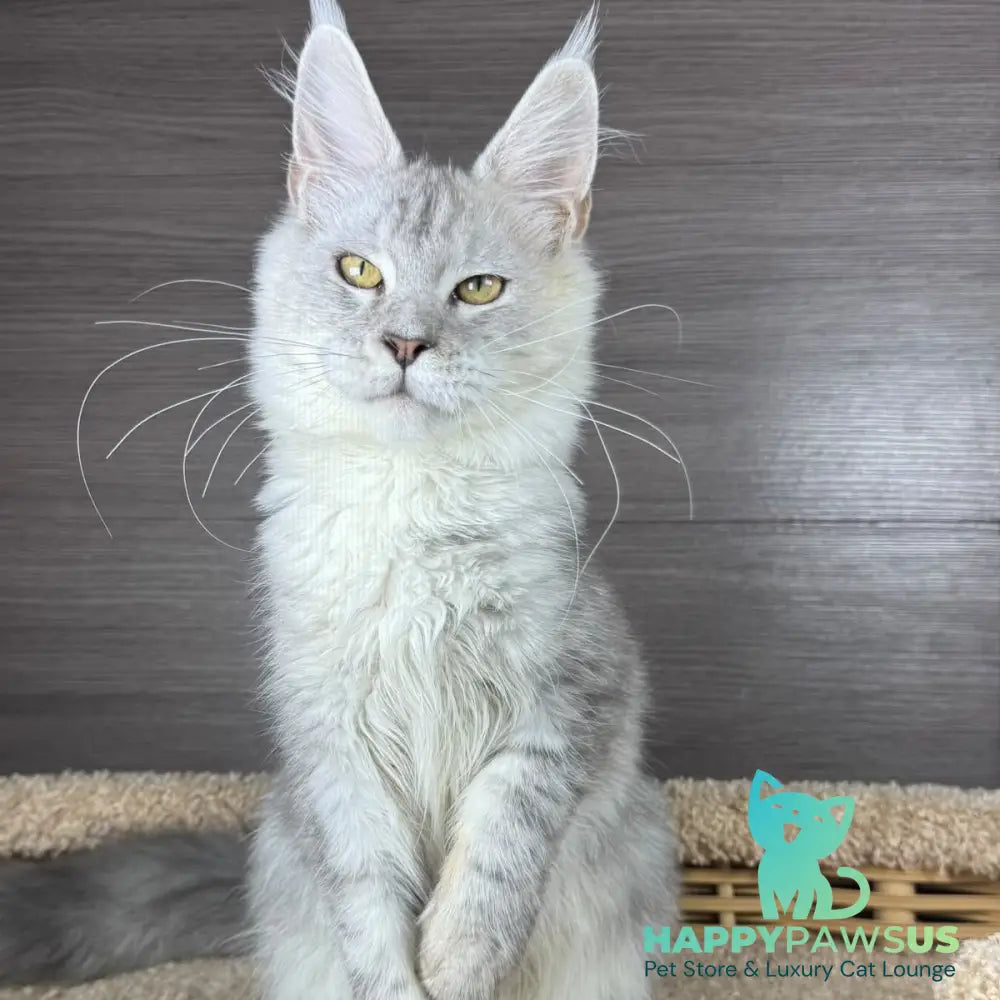 Juliet Maine Coon female black silver tabby - live animals