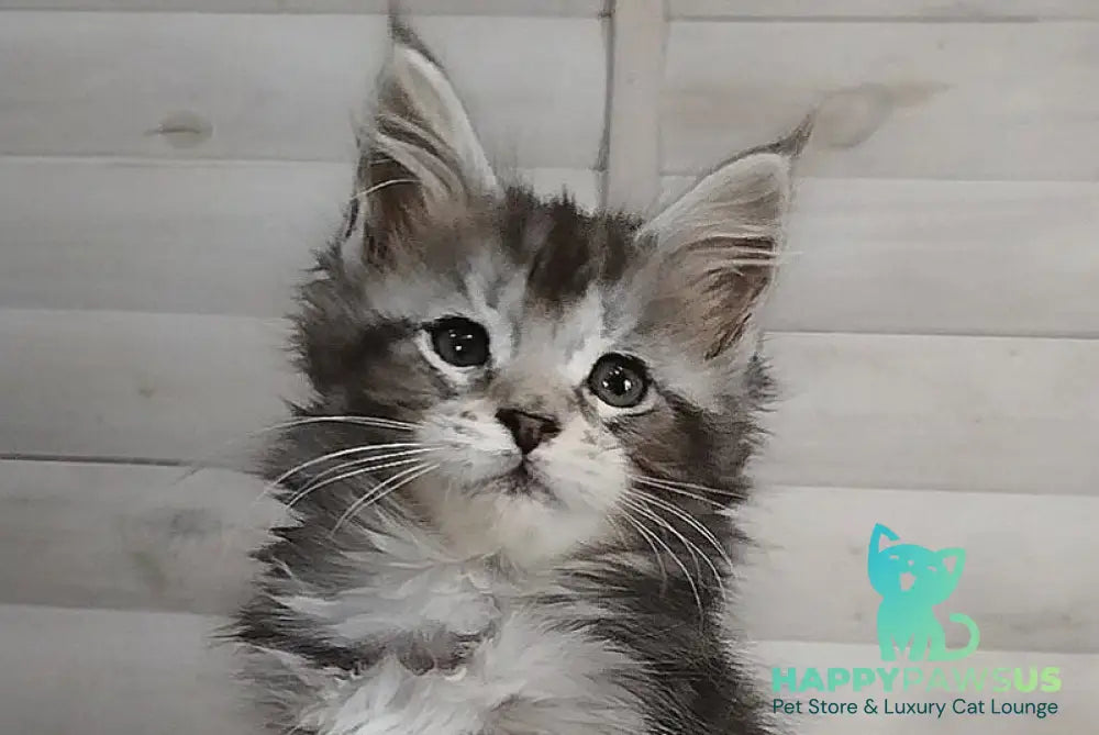 Juliet Maine Coon female black silver tabby - live animals