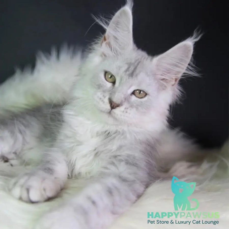 Juliet Maine Coon female black silver tabby - live animals