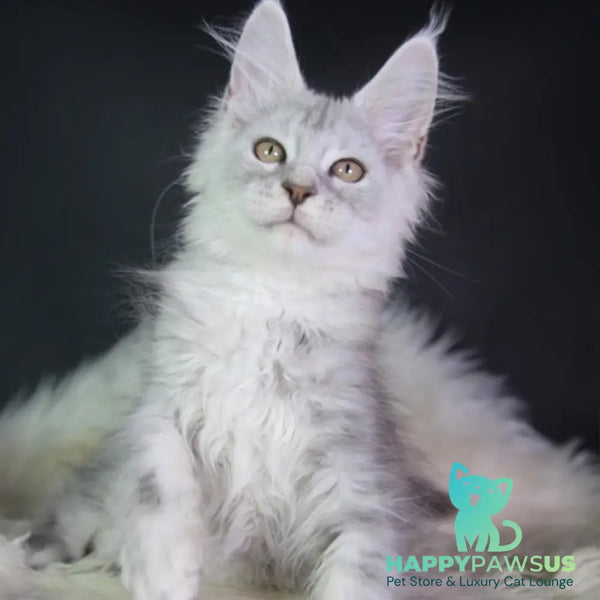 Juliet Maine Coon female black silver tabby - live animals