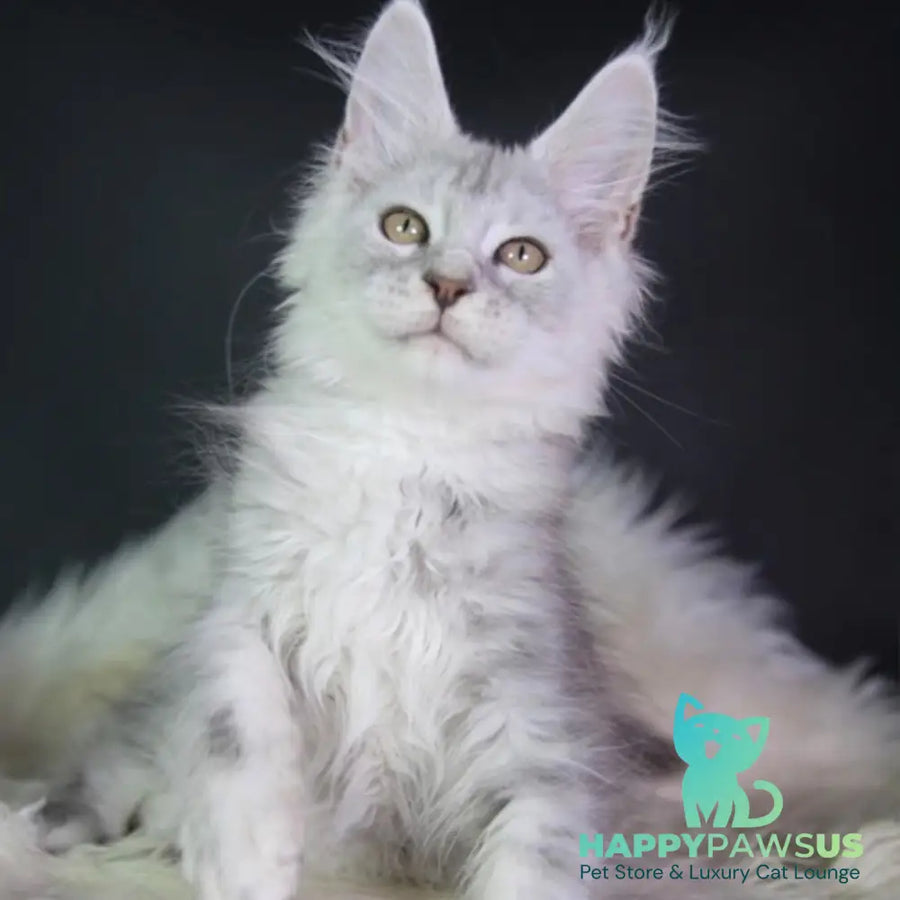 Juliet Maine Coon female black silver tabby - live animals