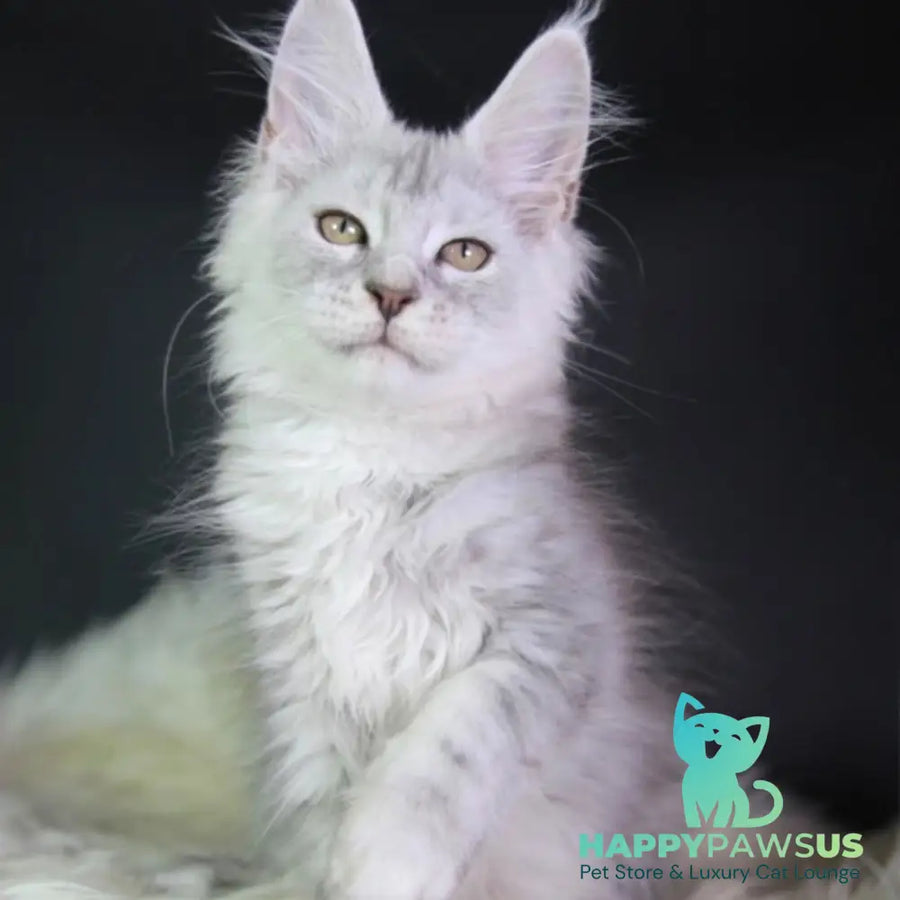 Juliet Maine Coon female black silver tabby - live animals