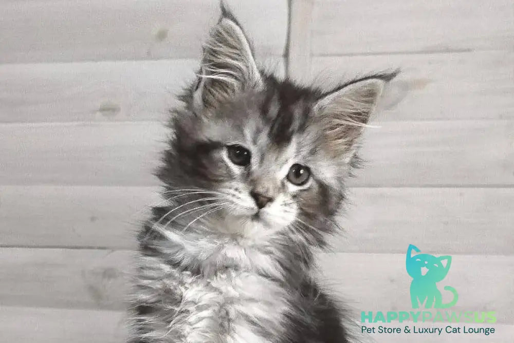 Juliet Maine Coon female black silver tabby - live animals