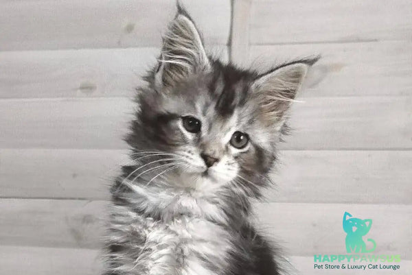 Juliet Maine Coon female black silver tabby - live animals