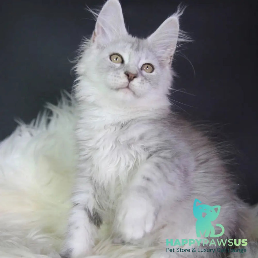 Juliet Maine Coon female black silver tabby - live animals