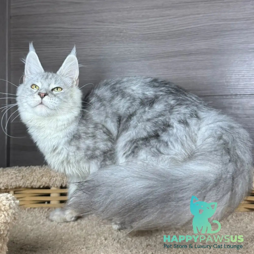 Juliet Maine Coon female black silver tabby - live animals