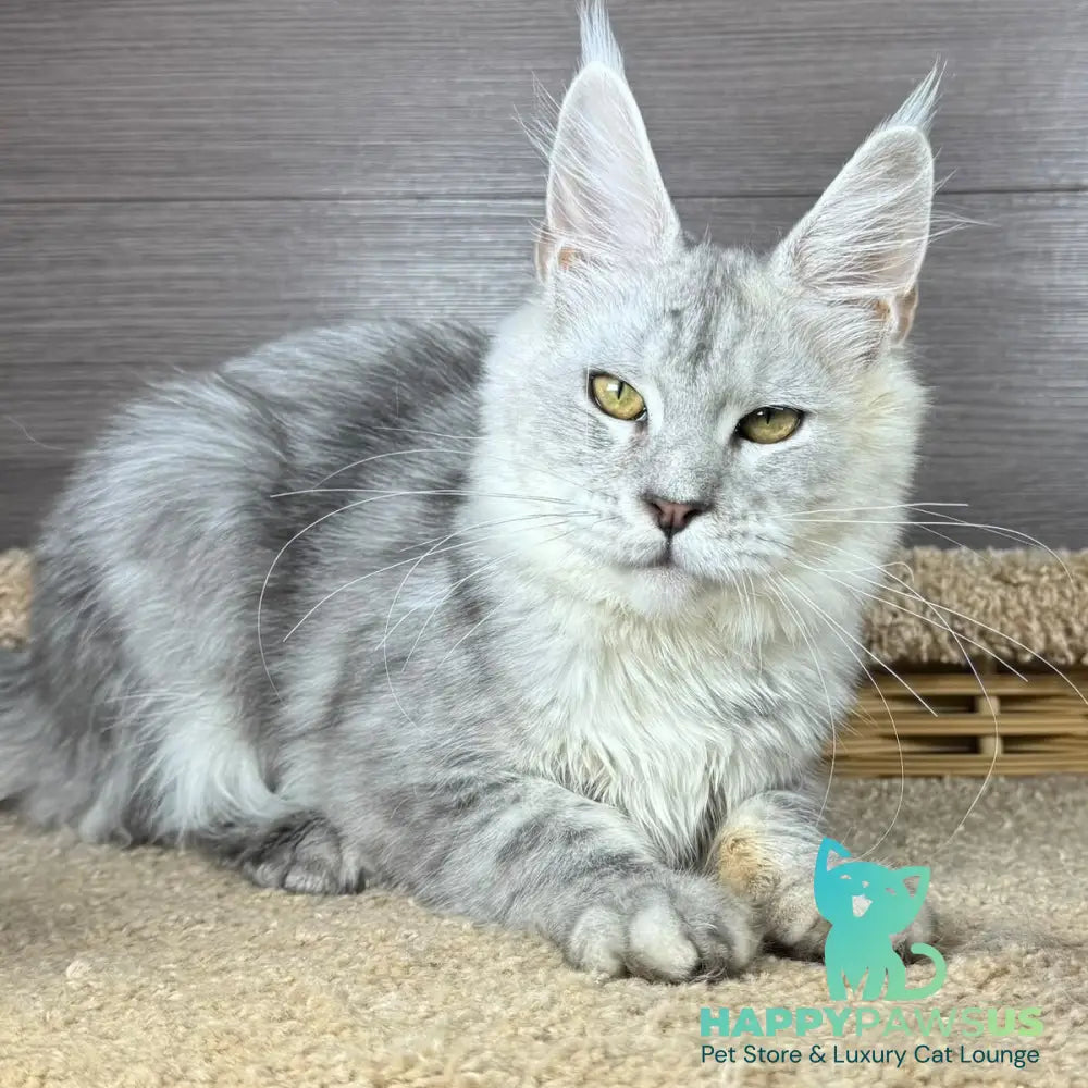 Juliet Maine Coon female black silver tabby - live animals
