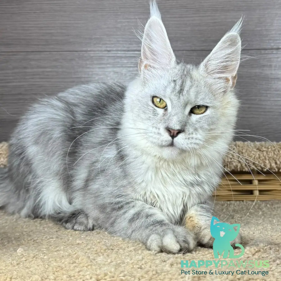 Juliet Maine Coon female black silver tabby - live animals