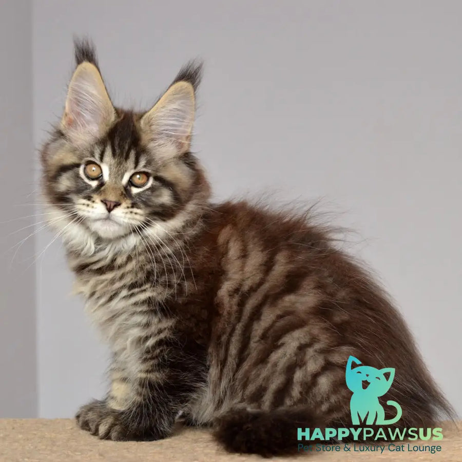 Juliet Maine Coon female black spotted tabby - live animals