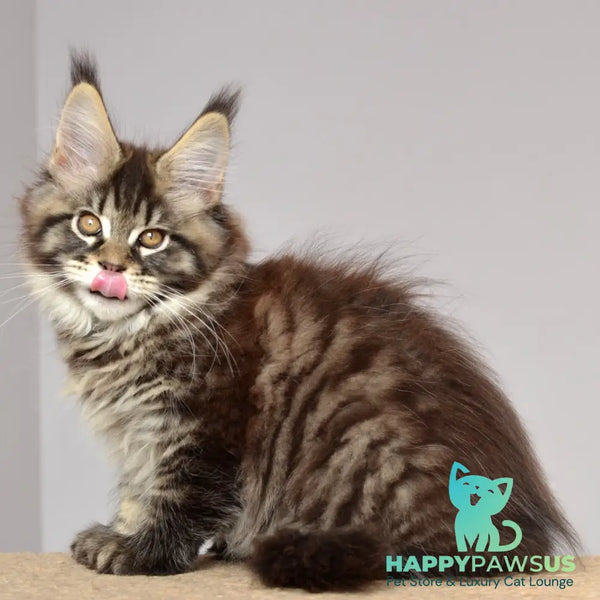 Juliet Maine Coon female black spotted tabby - live animals