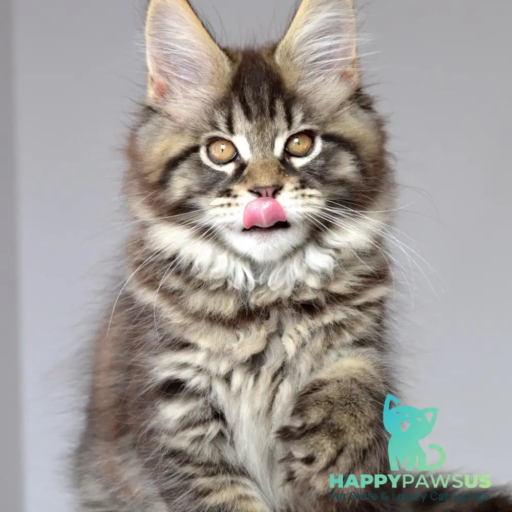 Juliet Maine Coon female black spotted tabby - live animals