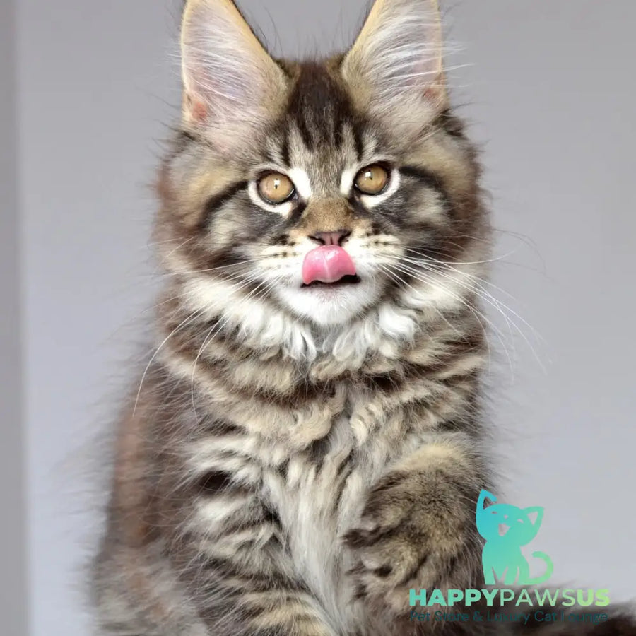 Juliet Maine Coon female black spotted tabby - live animals