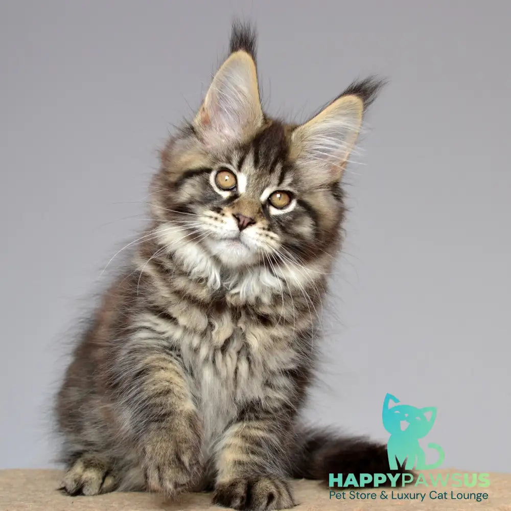 Juliet Maine Coon female black spotted tabby - live animals