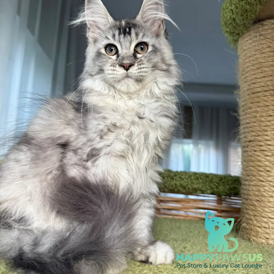 Juliet Maine Coon female black tortie silver ticked tabby - live animals