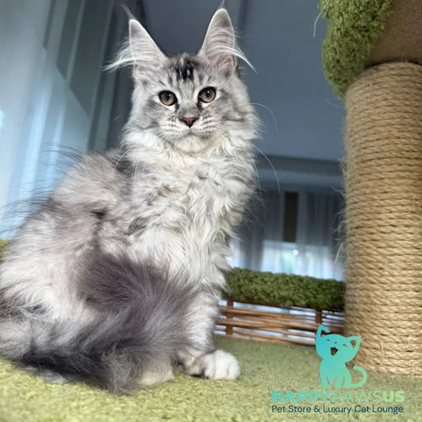 Juliet Maine Coon female black tortie silver ticked tabby - live animals