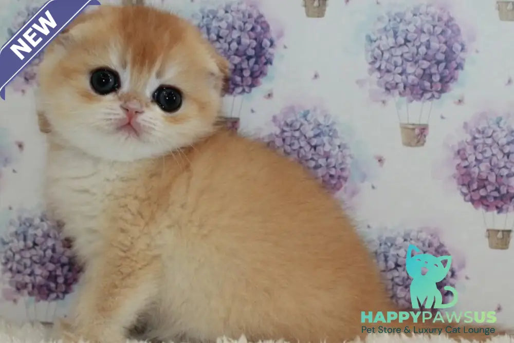 Juliet Scottish Fold female black golden chinchilla - live animals