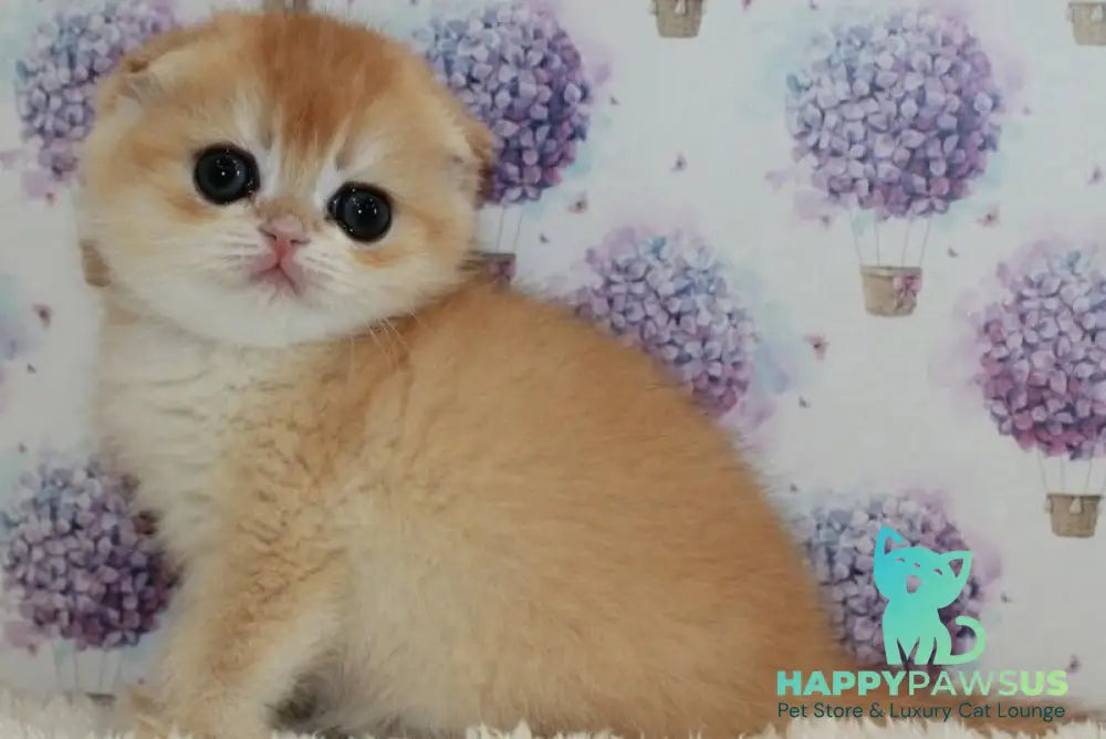 Juliet Scottish Fold female black golden chinchilla - live animals
