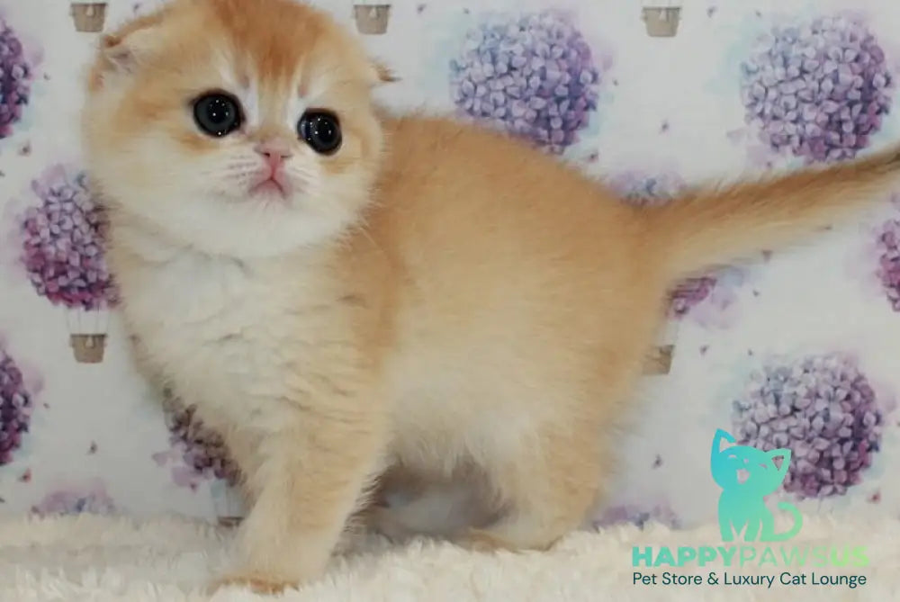 Juliet Scottish Fold female black golden chinchilla - live animals