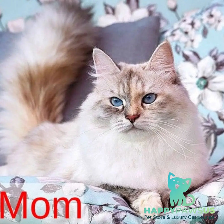 Juliet Siberian female black with white tabby pointed - live animals