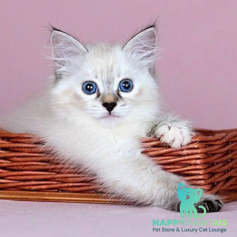 Juliet Siberian female black with white tabby pointed - live animals
