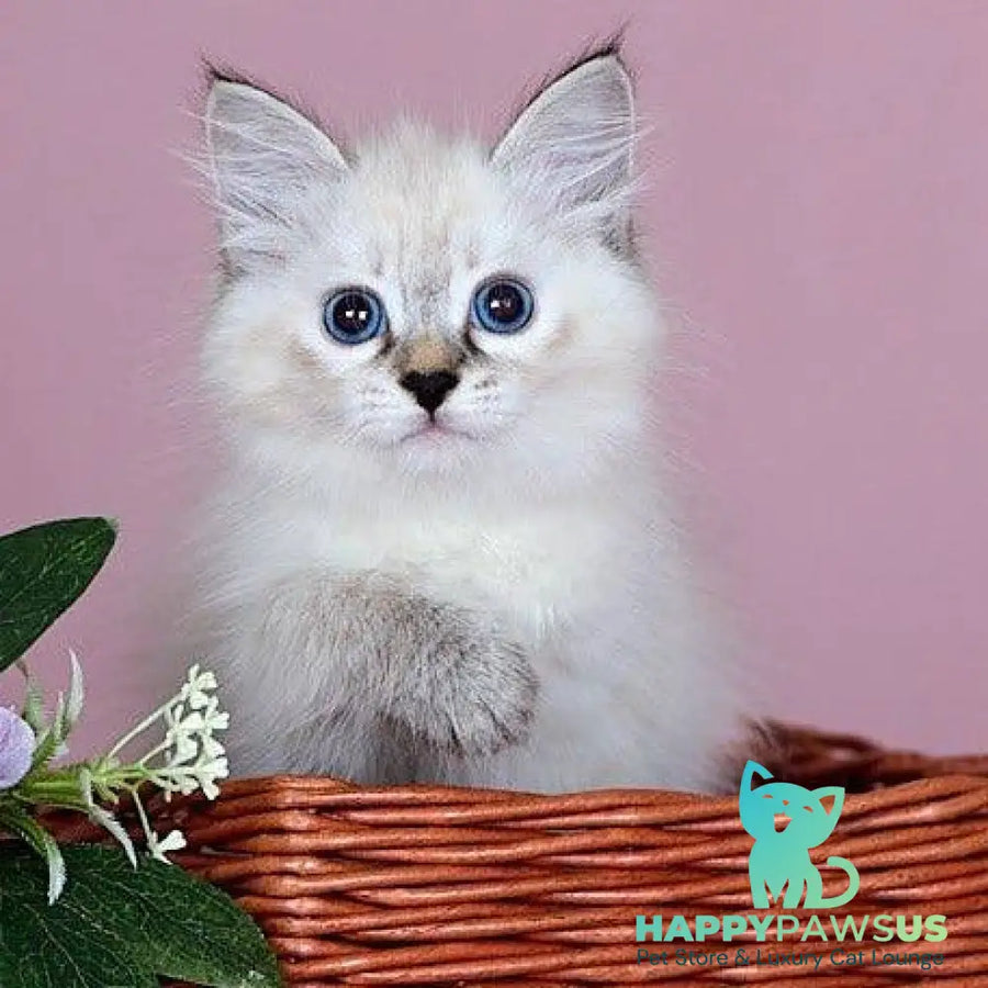 Juliet Siberian female black with white tabby pointed - live animals