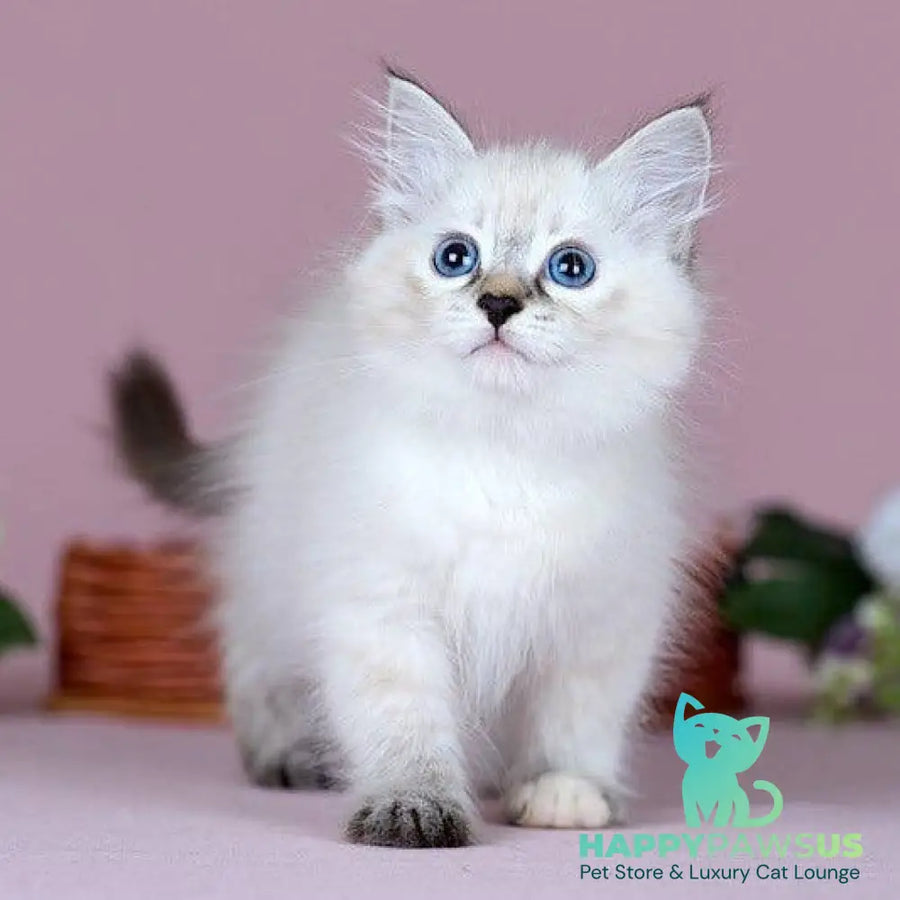Juliet Siberian female black with white tabby pointed - live animals