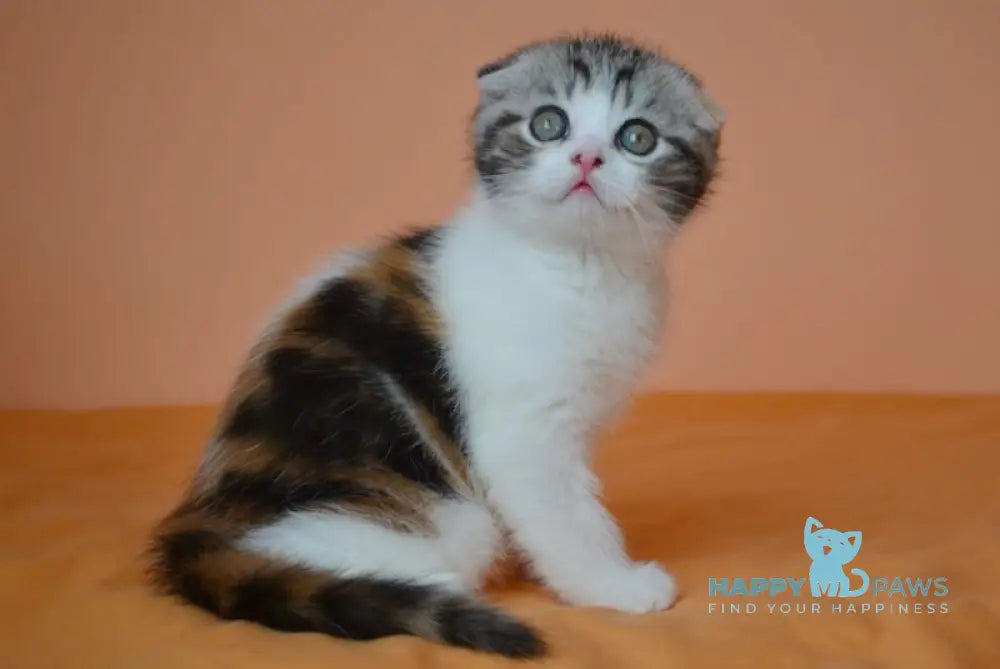 Julija Scottish Fold female black tortie tabby bicolour live animals