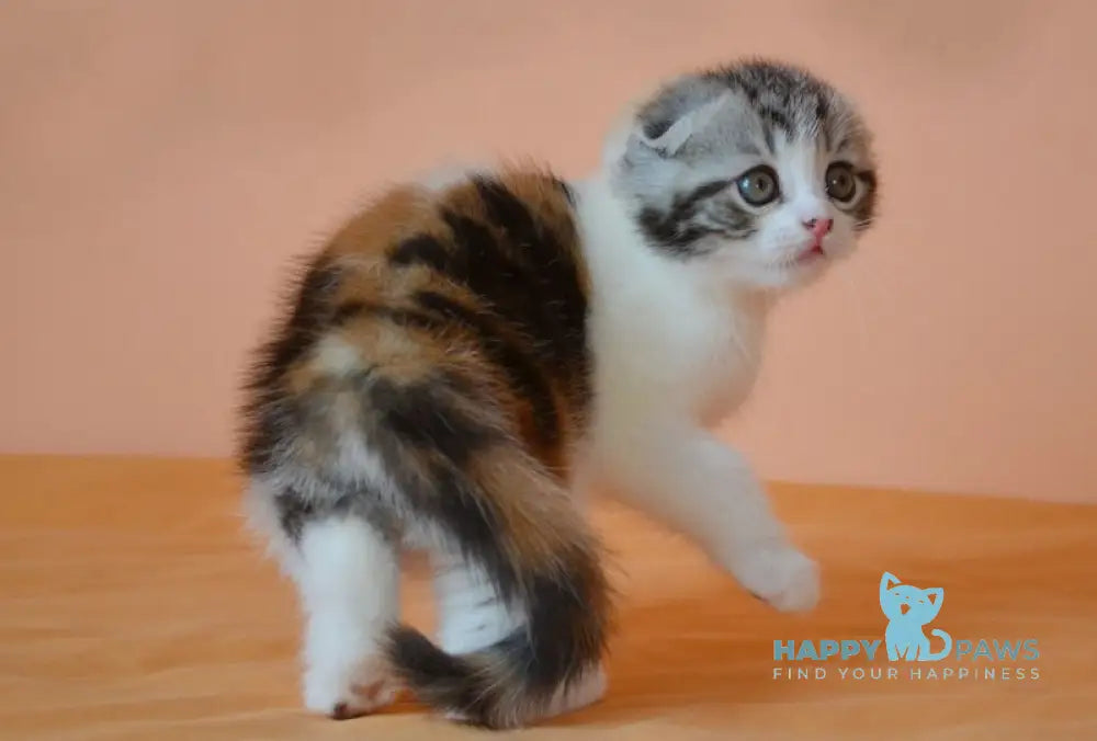 Julija Scottish Fold female black tortie tabby bicolour live animals