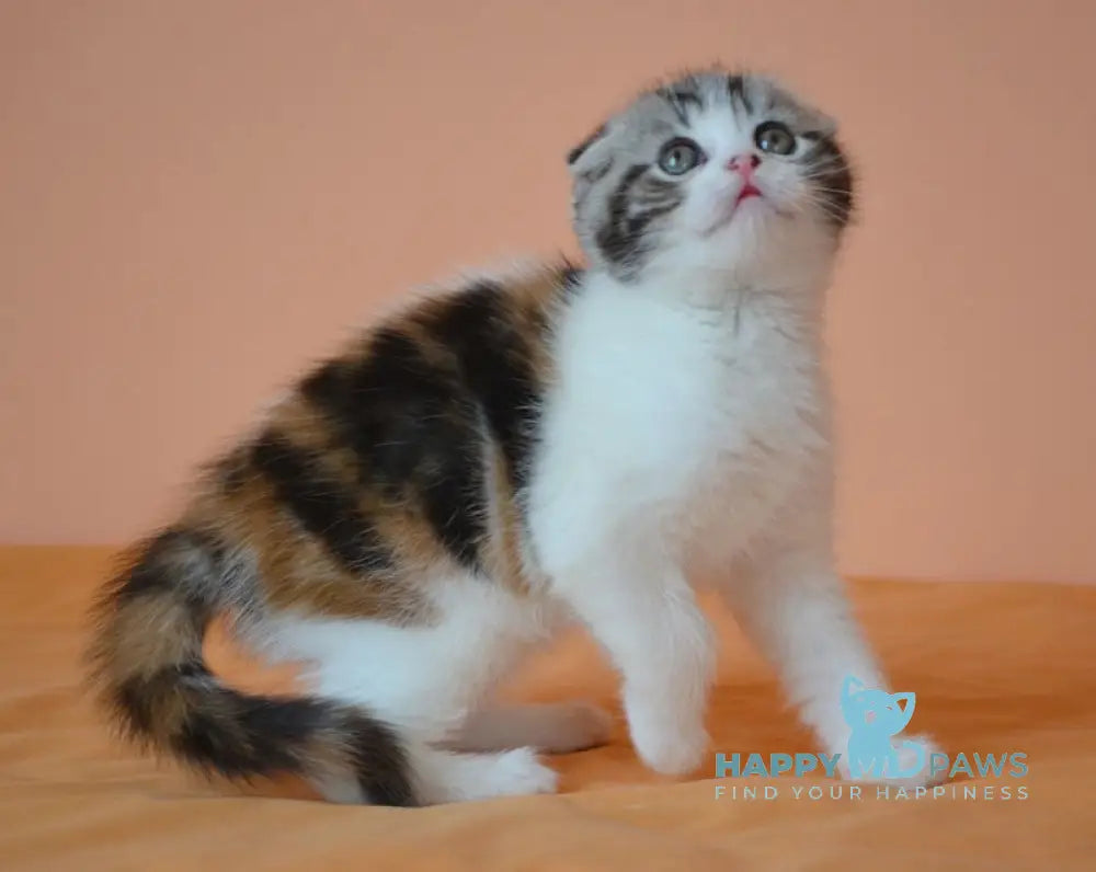 Julija Scottish Fold female black tortie tabby bicolour live animals