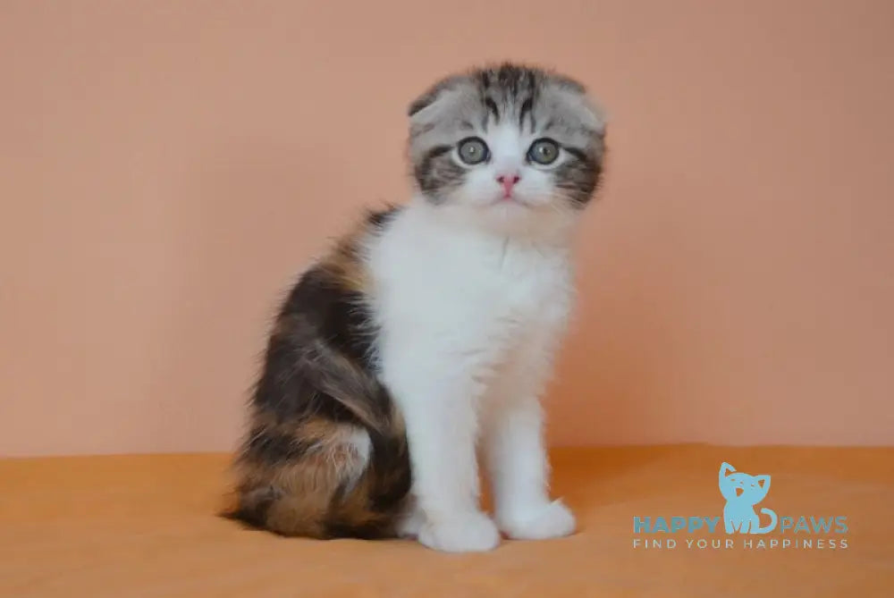Julija Scottish Fold female black tortie tabby bicolour live animals