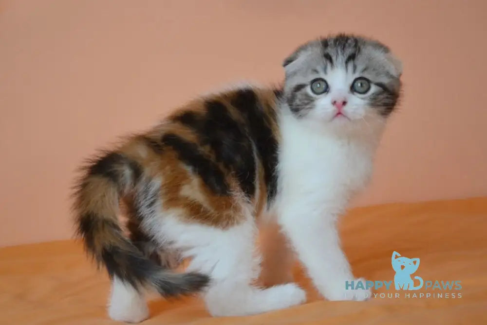 Julija Scottish Fold female black tortie tabby bicolour live animals