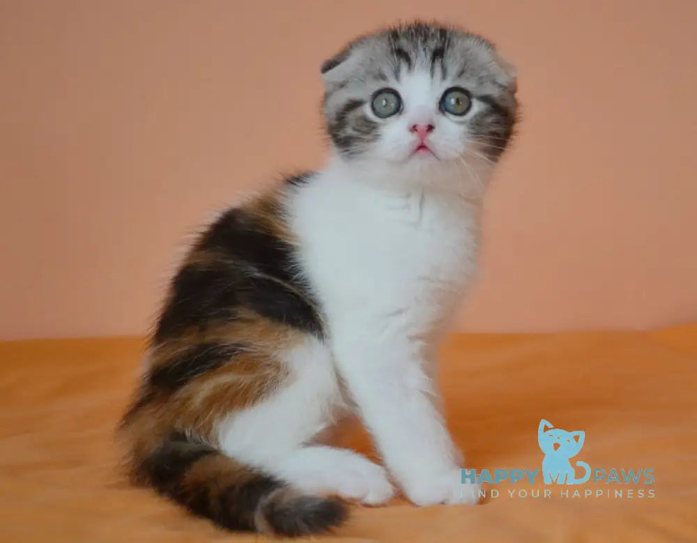 Julija Scottish Fold female black tortie tabby bicolour live animals